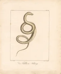 The Feeler Snake