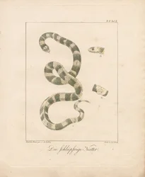 The Grass Snake