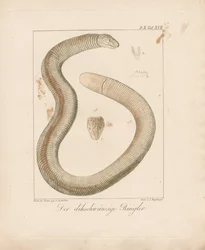 Thick-tailed Worm Lizard