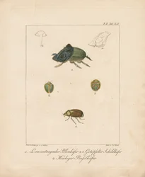 Various Beetle Species