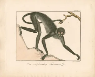 White-bellied Spider Monkey