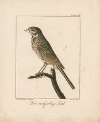 Yellowhammer