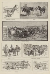 A South Australian Horse-Breeding Station