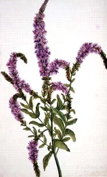 Purple Spiked Willow Herb (Epilobium) 1787