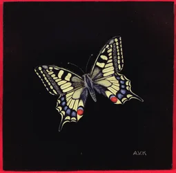 Swallowtail Butterfly