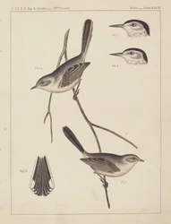 Birds - U.S.P.R.R. Exp. & Surveys, 35th Parallel