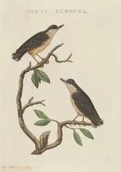European Nuthatch