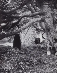 Japanese girls among the old pine-trees beside the ancient imperial moat at Tokio