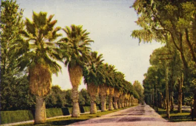 A Palm Drive Near Los Angeles