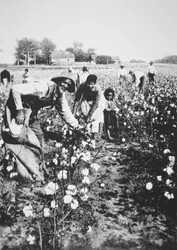 Black cotton pickers, c.1900