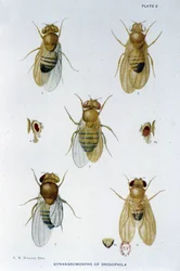 Abeilles - in Contributions to the genetics of drosophila melanogaster, Thomas H. Morgan