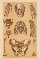 Anatomical Study of the Human Skeleton