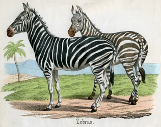 Antique Print of Zebras