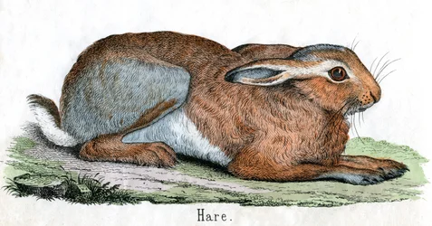 Antique Print of a Hare
