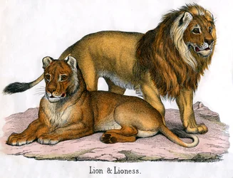 Antique Print of a Lion and Lioness