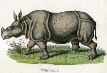 Antique Print of a Rhinoceros