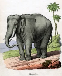 Antique Print of an Elephant
