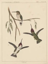 Birds, Plate XIX