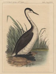 Birds, Plate XXXVIII