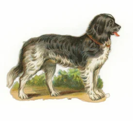 Black and White Dog
