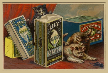 Cats Looking for Mouse Amongst Starch Packets