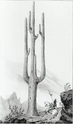 Cereus Giganteus