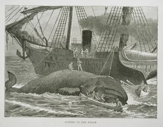 Cutting up the Whale, from The American Whale Fishery