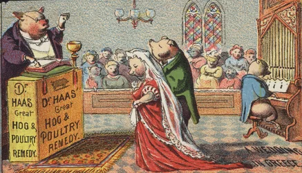Hogs Getting Married