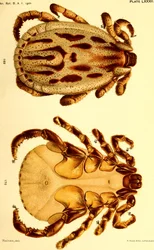 Male Dermacentor reticulatus, illustration from 