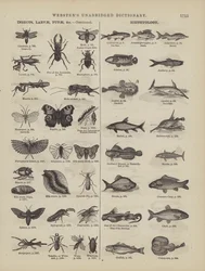 Page from Webster