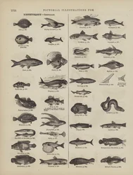 Page from Webster