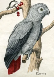 Parrot, from The Natural History of Animals