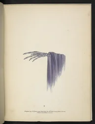 Plate 8. A skeletal hand. Spectropia; or, Surprising spectral illusions showing ghosts everywhere, and of any colour, etc. ser. 1. J.H. Brown 1864