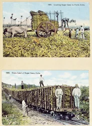 Postcards depicting sugar cane plantations in Cuba, c.1910