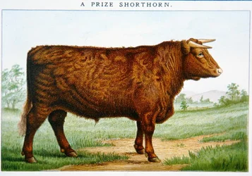 Prize Shorthorn Bull