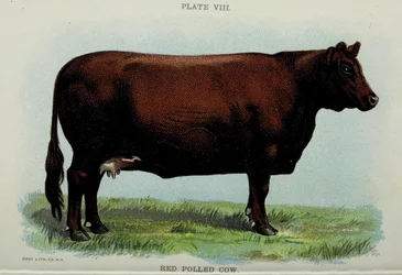 Red Polled Cow, from 