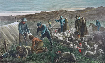 Sheep slaughter during the Pleasant Valley Range War, Arizona