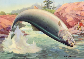 Sport Fishing: Leaping Atlantic Salmon