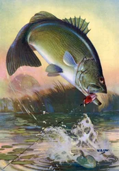 Sport Fishing: Leaping Largemouth Bass