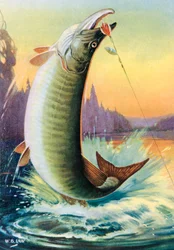 Sport Fishing: Leaping Muskie