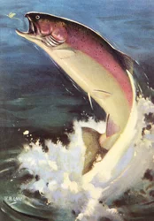 Sport Fishing: Leaping Rainbow Trout