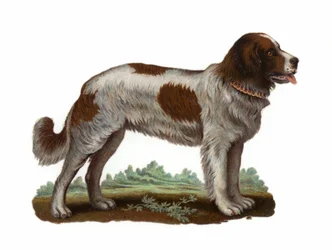 St Bernard Dog
