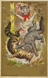 Three Playful Cats