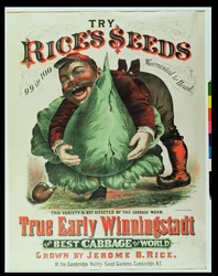 Try Rices Seeds, The Best Cabbage in the World