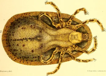 Ventral view of Argus Miniatus, illustration from 