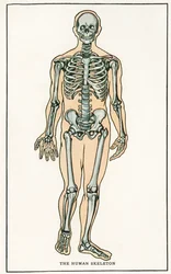 Vintage Anatomical Print of the Human Skeleton