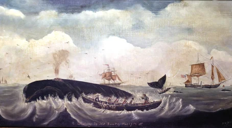 Whaling in the South Pacific