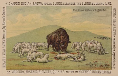 White Wolves Attacking a Buffalo Bull