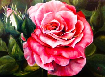 Vibrant Pink Rose Bloom