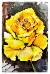 Vibrant Yellow Rose